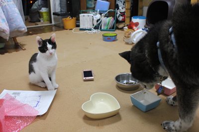 犬vs子猫 里親募集中☆石川富山福井(猫のみ)