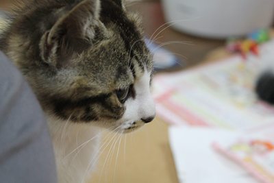 犬vs子猫 里親募集中☆石川富山福井(猫のみ)