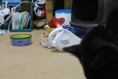 犬vs子猫 里親募集中☆石川富山福井(猫のみ)
