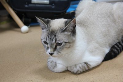 犬vs子猫 里親募集中☆石川富山福井(猫のみ)