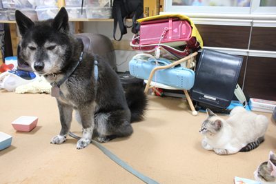 犬vs子猫 里親募集中☆石川富山福井(猫のみ)