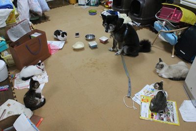 犬vs子猫 里親募集中☆石川富山福井(猫のみ)