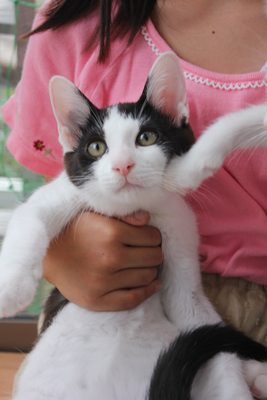 リュウツー捕縛!子猫里親募集中 石川富山福井