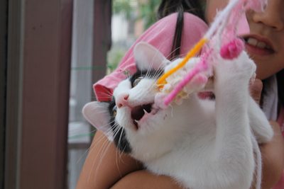 リュウツー思うつぼ!子猫里親募集中 石川富山福井