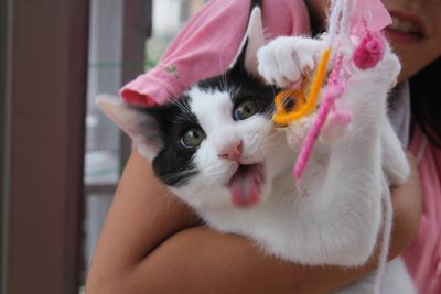 リュウツー思うつぼ!子猫里親募集中 石川富山福井
