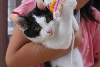 リュウツー思うつぼ!子猫里親募集中 石川富山福井