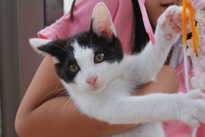 リュウツー思うつぼ!子猫里親募集中 石川富山福井