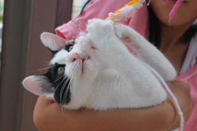 リュウツー思うつぼ!子猫里親募集中 石川富山福井