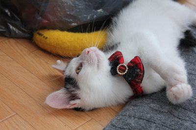でかばにゃにゃはにゃんぷくりんで売ってます。