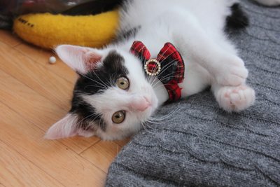でかばにゃにゃはにゃんぷくりんで売ってます。
