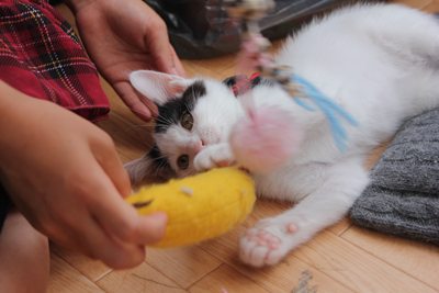 でかばにゃにゃはにゃんぷくりんで売ってます。