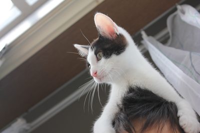 リュウツー登場!子猫里親募集中 石川富山福井