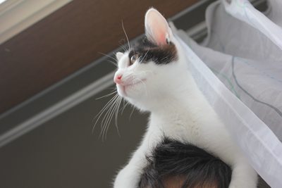 リュウツー登場!子猫里親募集中 石川富山福井