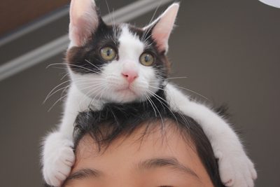 リュウツー登場!子猫里親募集中 石川富山福井