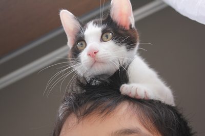 リュウツー登場!子猫里親募集中 石川富山福井