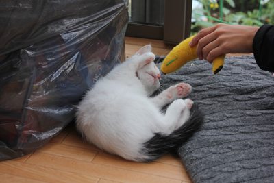でかばにゃにゃはにゃんぷくりんで売ってます。