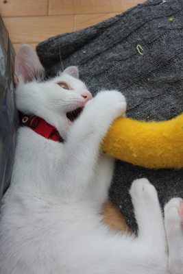 でかばにゃにゃはにゃんぷくりんで売ってます。