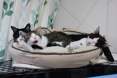 子猫たち、テレビの上で里親募集中!石川富山福井