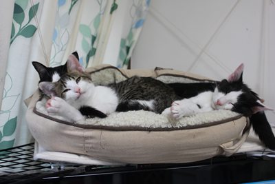 子猫たち、テレビの上で里親募集中!石川富山福井