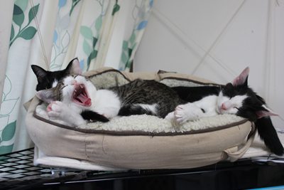 子猫たち、テレビの上で里親募集中!石川富山福井