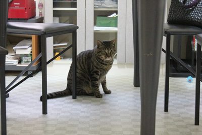 迎え撃つ寅