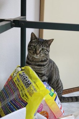 迎え撃つ寅