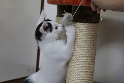 牛の先制攻撃!