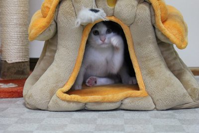 牛、寅の居城をあっさり占拠!