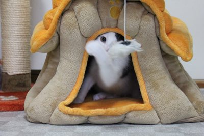 牛、寅の居城をあっさり占拠!