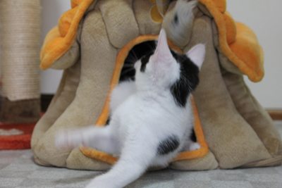 牛、寅の居城をあっさり占拠!