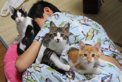 猫の巣(子猫里親募集中☆石川富山福井)