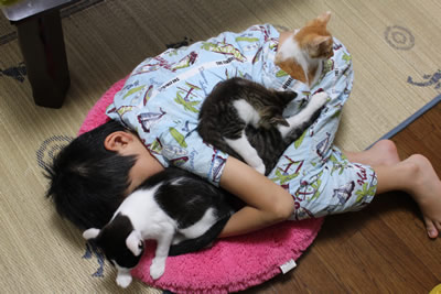 猫の巣(子猫里親募集中☆石川富山福井)