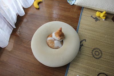 茶次郎すっぽりいい気持ち。(子猫里親募集中☆石川富山福井)