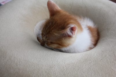 茶次郎すっぽりいい気持ち。(子猫里親募集中☆石川富山福井)