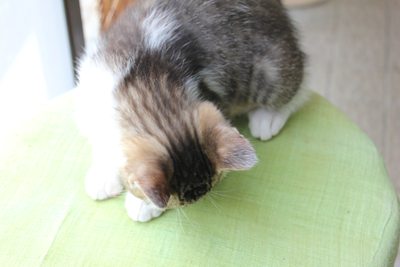 もっちぃくん里親募集中☆石川富山福井