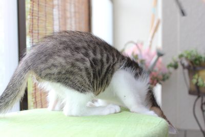 もっちぃくん里親募集中☆石川富山福井
