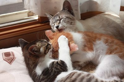 子猫リーダーシェイミ。(子猫は里親募集中☆石川富山福井)