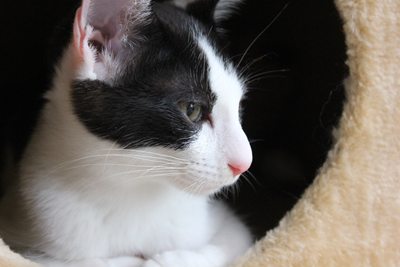 いやあ~いい秘密基地っすねえ~まったりするっすねえ~