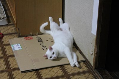 立派だ