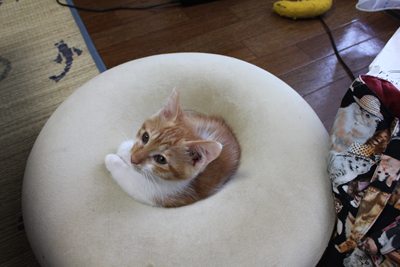 いい湯だな?子猫里親募集中☆石川富山福井