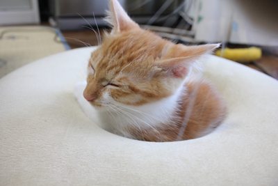 いい湯だな?子猫里親募集中☆石川富山福井