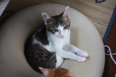 いい湯だな?子猫里親募集中☆石川富山福井