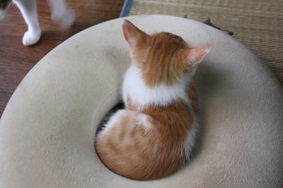 いい湯だな?子猫里親募集中☆石川富山福井