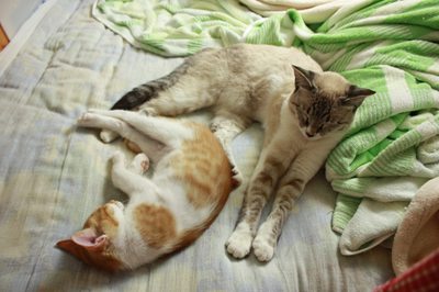 無防備に眠る子猫茶次郎 里親募集中