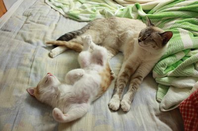 無防備に眠る子猫茶次郎 里親募集中