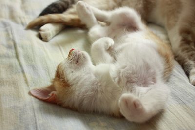 無防備に眠る子猫茶次郎 里親募集中