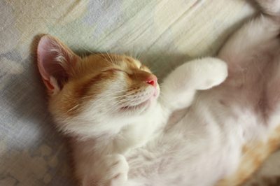 無防備に眠る子猫茶次郎 里親募集中