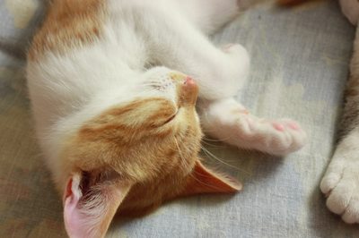 無防備に眠る子猫茶次郎 里親募集中