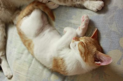 無防備に眠る子猫茶次郎 里親募集中