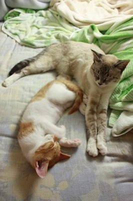 無防備に眠る子猫茶次郎 里親募集中